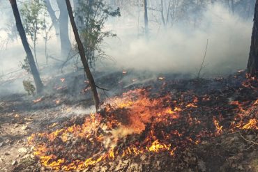 Pożar lasu w Starym Antoninie